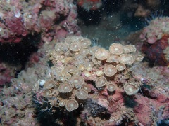 Palythoa heliodiscus