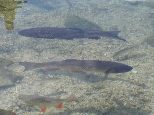 Squalius cephalus