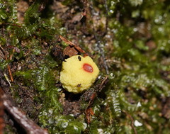 Gymnogaster boletoides