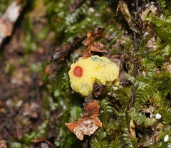 Gymnogaster boletoides