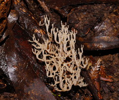 Artomyces austropiperatus