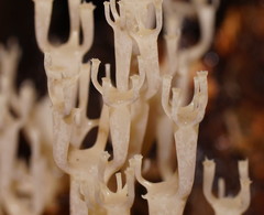 Artomyces austropiperatus