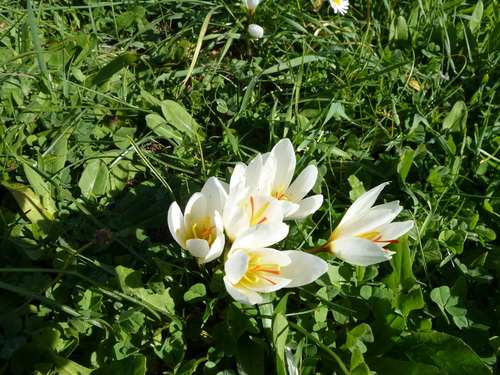 Crocus hadriaticus, photograph 5