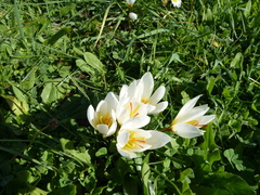 (c) Andreas Taeger, some rights reserved (CC BY) Crocus hadriaticus, photograph (c) Andreas Taeger, some rights reserved (CC BY)