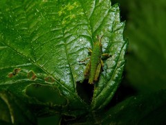 Odontopodisma schmidtii