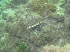 Plagiotremus goslinei