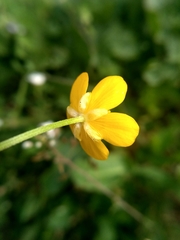 Ranunculus