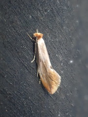 Tinea semifulvella
