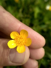Ranunculus