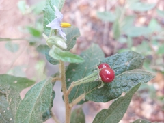Solanum shirleyanum