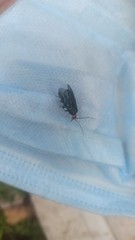 Acantholyda erythrocephala