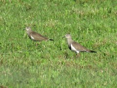 Vanellus melanopterus