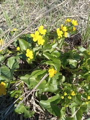 Caltha palustris