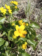 Caltha palustris