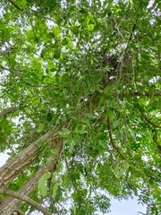 Dendrophthoe pentandra