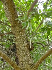 Dendrophthoe pentandra