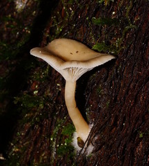 Singerocybe clitocyboides