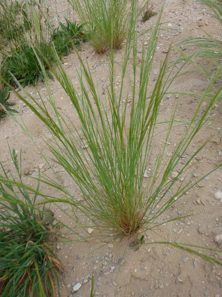 Weekend Rattail rattail sixweeks grass from Hradec Králové, Česko on May 24, 2022 at 05 ...