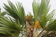 Pritchardia