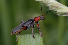 Cantharis rustica