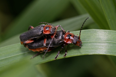 Cantharis rustica