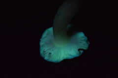 Russula roseopileata