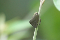Ricania sublimata