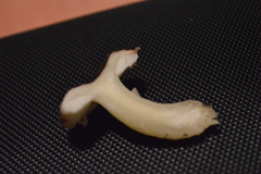 Russula roseopileata