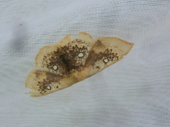 Cyclophora albiocellaria