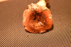 Russula roseopileata