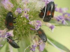 Divales bipustulatus