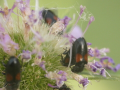 Divales bipustulatus