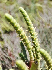 Arthrocaulon macrostachyum