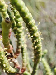 Arthrocaulon macrostachyum