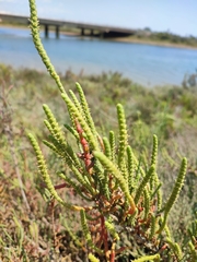 Arthrocaulon macrostachyum