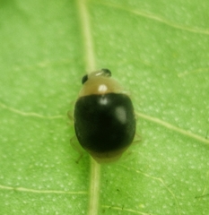 Ortaliini