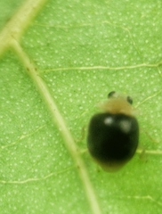 Ortaliini