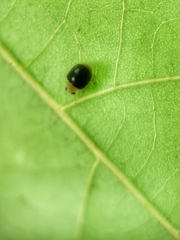 Ortaliini