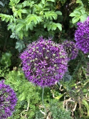 Allium giganteum