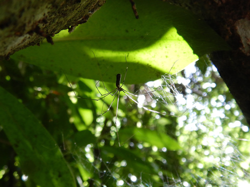 Pholcus ancoralis