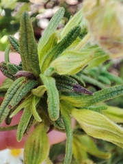 Cistus monspeliensis