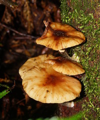 Armillaria novae-zelandiae