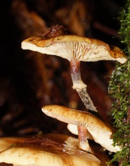 Armillaria novae-zelandiae