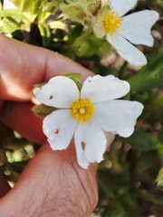 Cistus monspeliensis