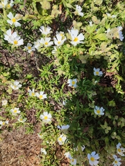 Cistus monspeliensis