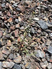 Sairocarpus vexillocalyculatus intermedius