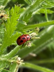 Gonioctena fornicata