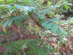 Toxicodendron trichocarpum