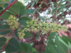 Toxicodendron trichocarpum