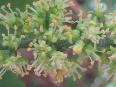 Toxicodendron trichocarpum